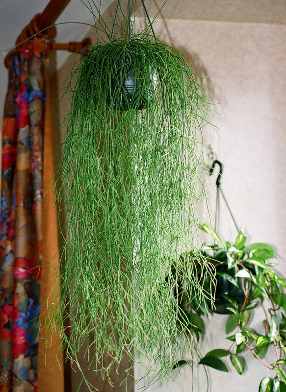 Rhipsalis cassutha