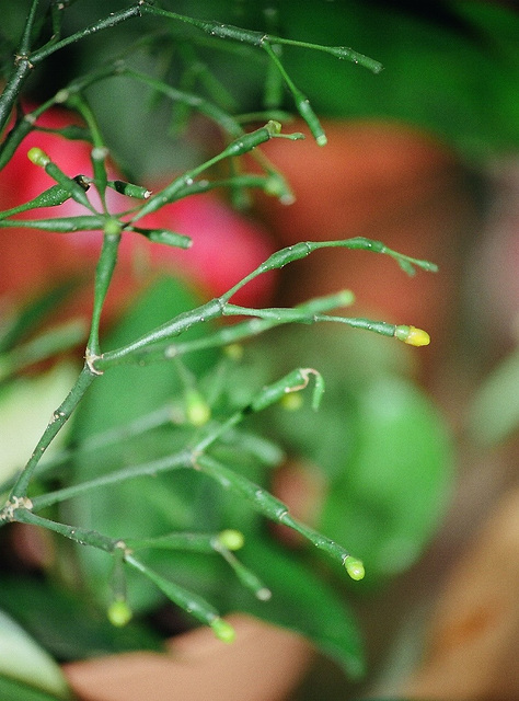 Rhipsalis (hatiora ) salicornoides en boutons
