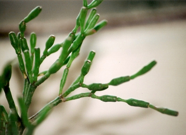 Rhipsalis (hatiora ) salicornoides-détail