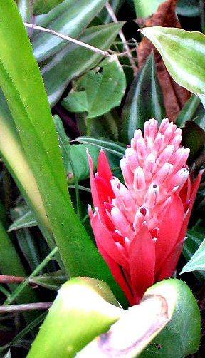 Bromeliad