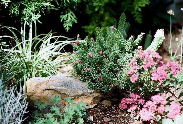 rocaille avec Grevillea lanigera "mount tamborithaa"