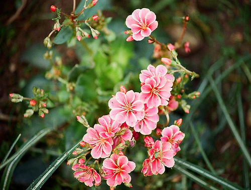 Lewisia cotyledon