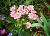 Lewisia cotyledon