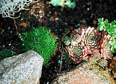 sagine (sagina subulata) et sempervivum hybride