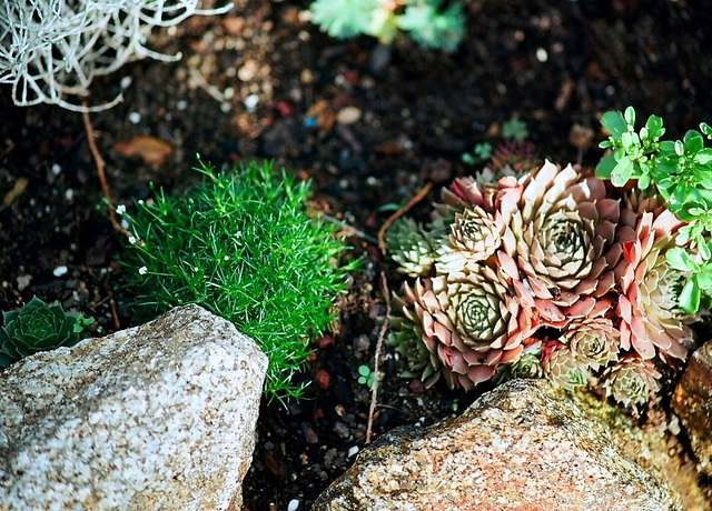 sagine (sagina subulata) et sempervivum hybride