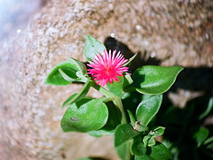 Aptenia cordifolium en fleur