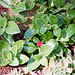 Aptenia cordifolium