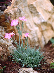 dianthus gratiopolitanus
