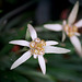 Edelweiss- Leontopodium alpinum