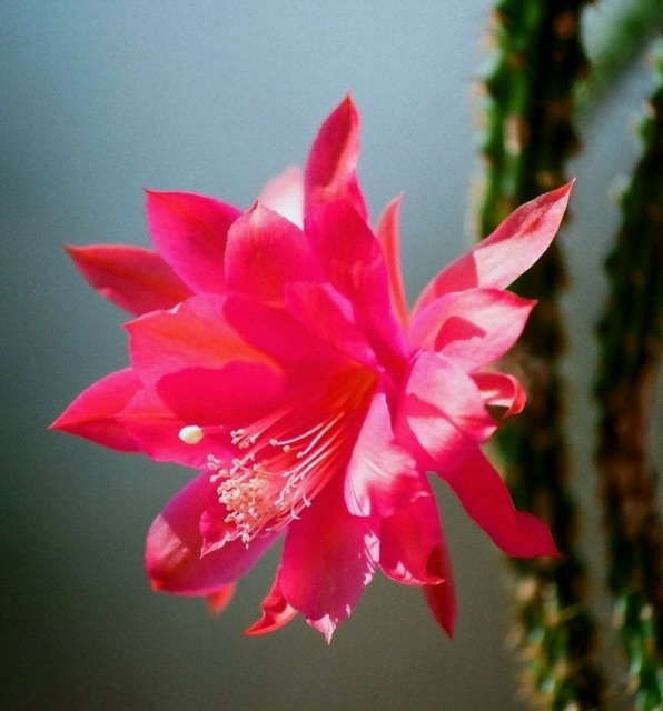 Aporocactus