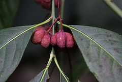 20100912 8094Aw [D~LIP] Pfaffenhütchen (Euonymus 'Red Cascade'), Bad Salzuflen