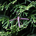 20100912 8087Aw [D~LIP] Riesenschnake, Bad Salzuflen