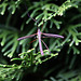 20100912 8085Aw [D~LIP] Riesenschnake, Bad Salzuflen