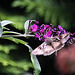 20100912 8077Aw [D~LIP] Gammafalter, Bad Salzuflen