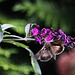 20100912 8076Aw [D~LIP] Gammafalter, Bad Salzuflen