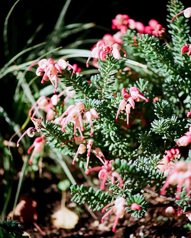 Grevillea lanigera Mount tamboritha