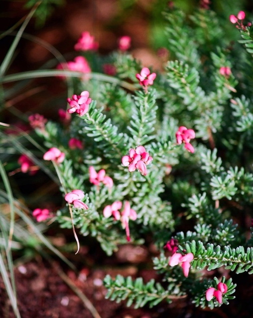 Grevillea lanigera Mount tamboritha