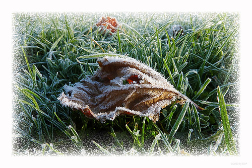 white frost