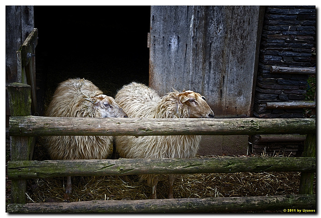 Haus aus Rohren, Schafe