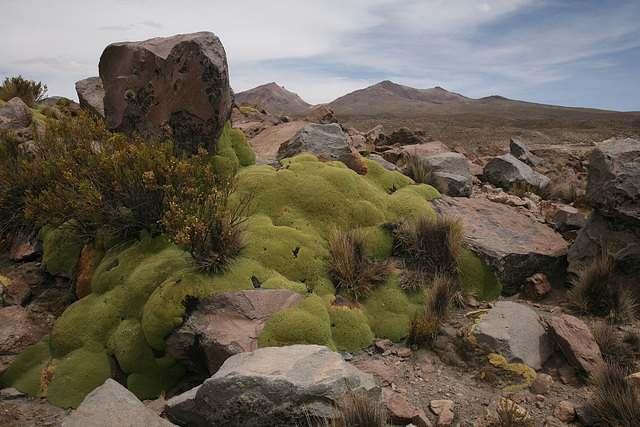Alpine plants in the Altiplano