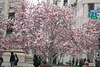 01.TreeBlossoms.PennQuarter.NW.WDC.28March2009