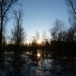 Rheininsel Rheininsel