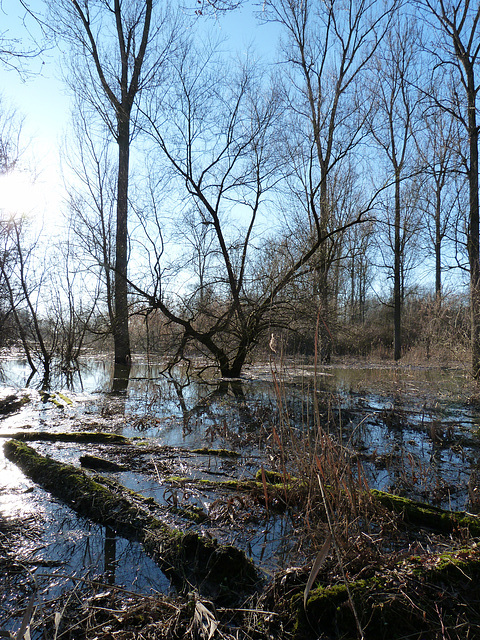 Rheininsel