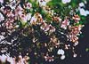 Abelia chinensis