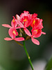 Epidendrum ibaguense (2)