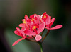 Epidendrum ibaguense