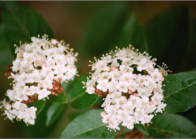 Viburnum tinus (2)