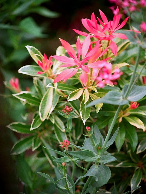 Pieris japonica (2)