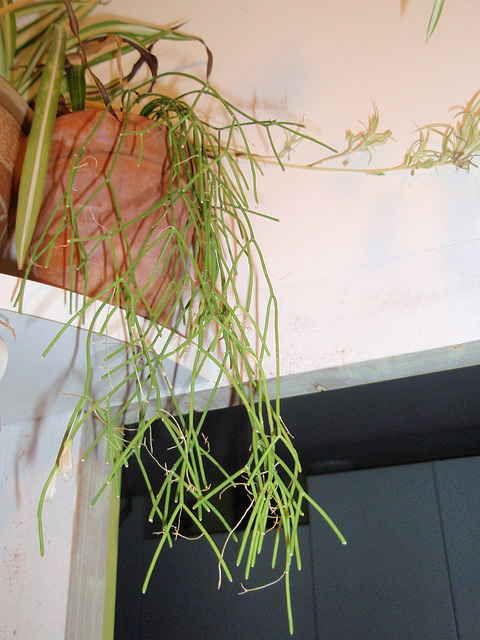 rhipsalis PC180229