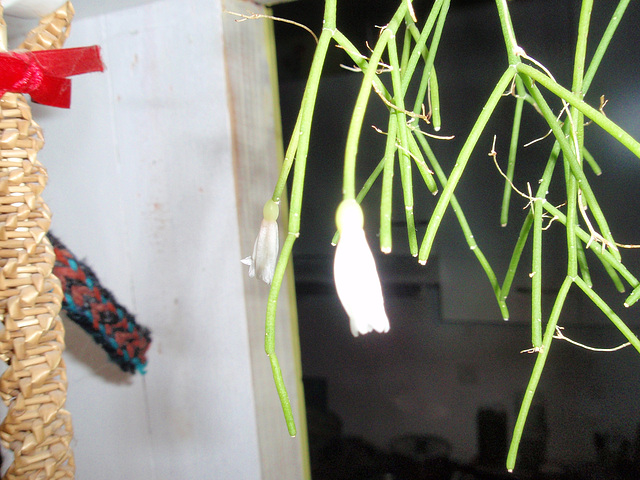 rhipsalis PC180234