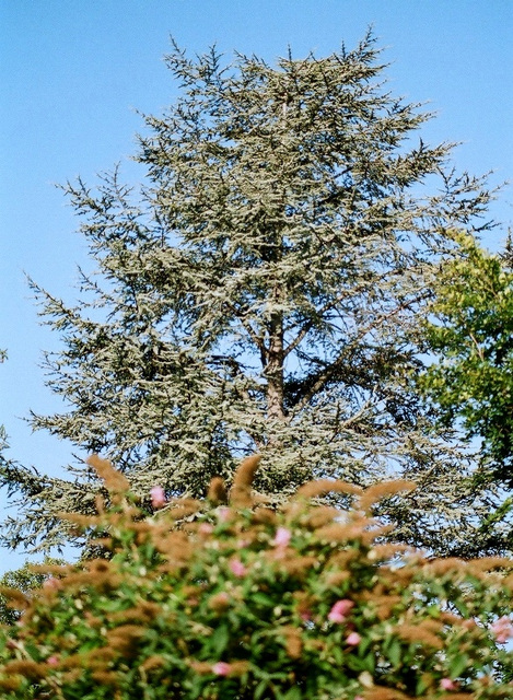 cèdre atlantique bleu