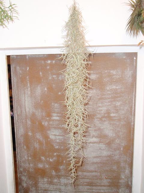 tillandsia usneoide PC180250