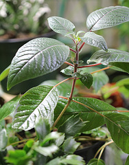 Fuchsia boliviana issu de semis