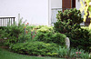 Conifères (Juniperus- pin-chamaecyparis