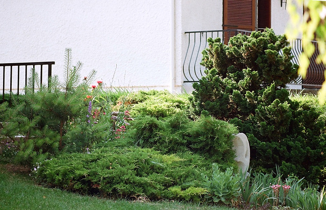 Conifères (Juniperus- pin-chamaecyparis