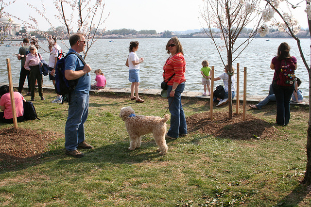 121.CherryBlossoms.TidalBasin.SW.WDC.31March2006