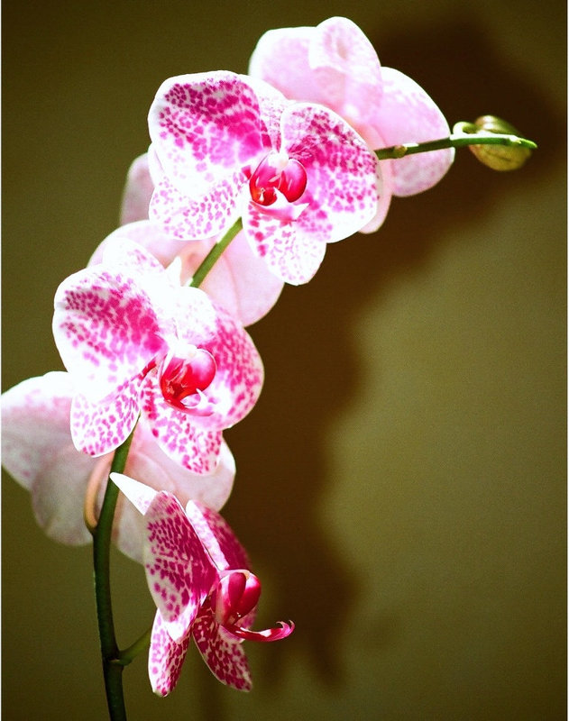 Phalaenopsis Wild thing