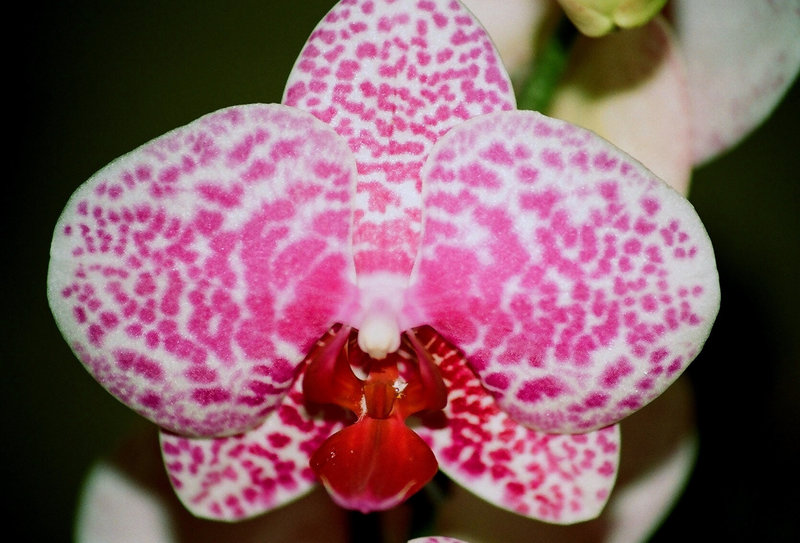 Phalaenopsis Wild thing