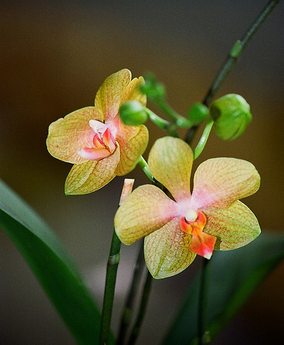 Phalaenopsis Coral sea (2)
