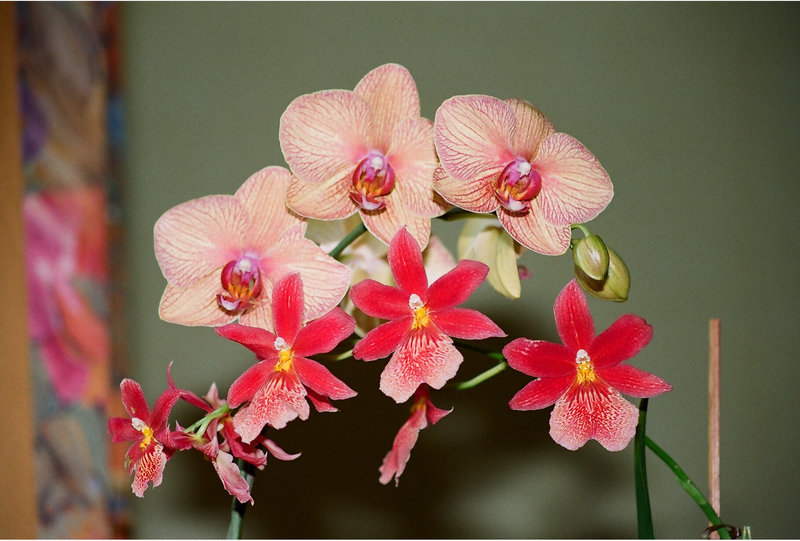 Phal et Odonto( burrageara)