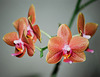 Phalaenopsis hybride