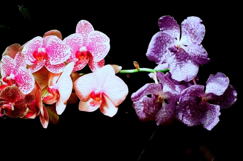 Phal et vanda