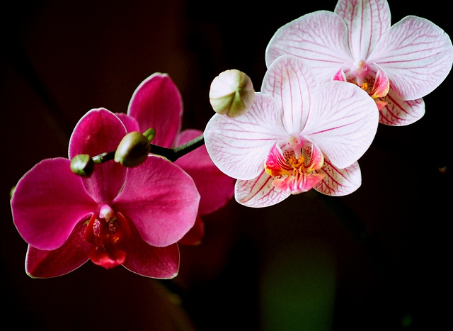 phalaenopsis hybrides