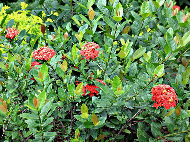 Lush Ixora...