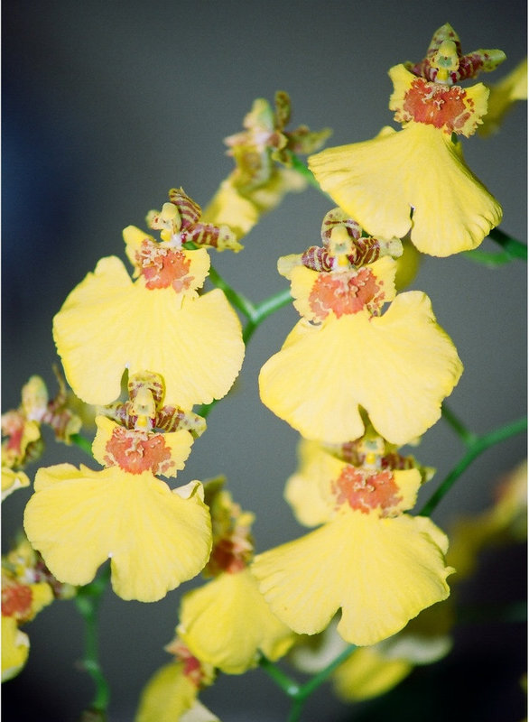 Oncidium Sweet sugar