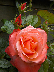 Rose 1